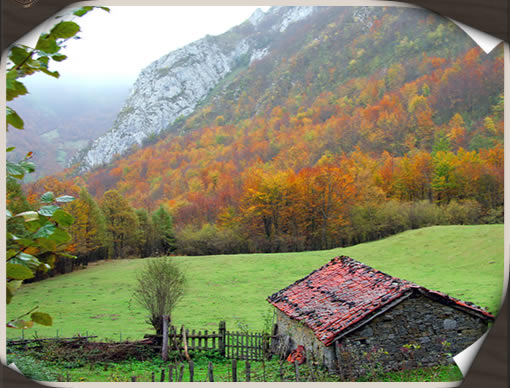 Bosque de Buedia, en Quirós, Asturias